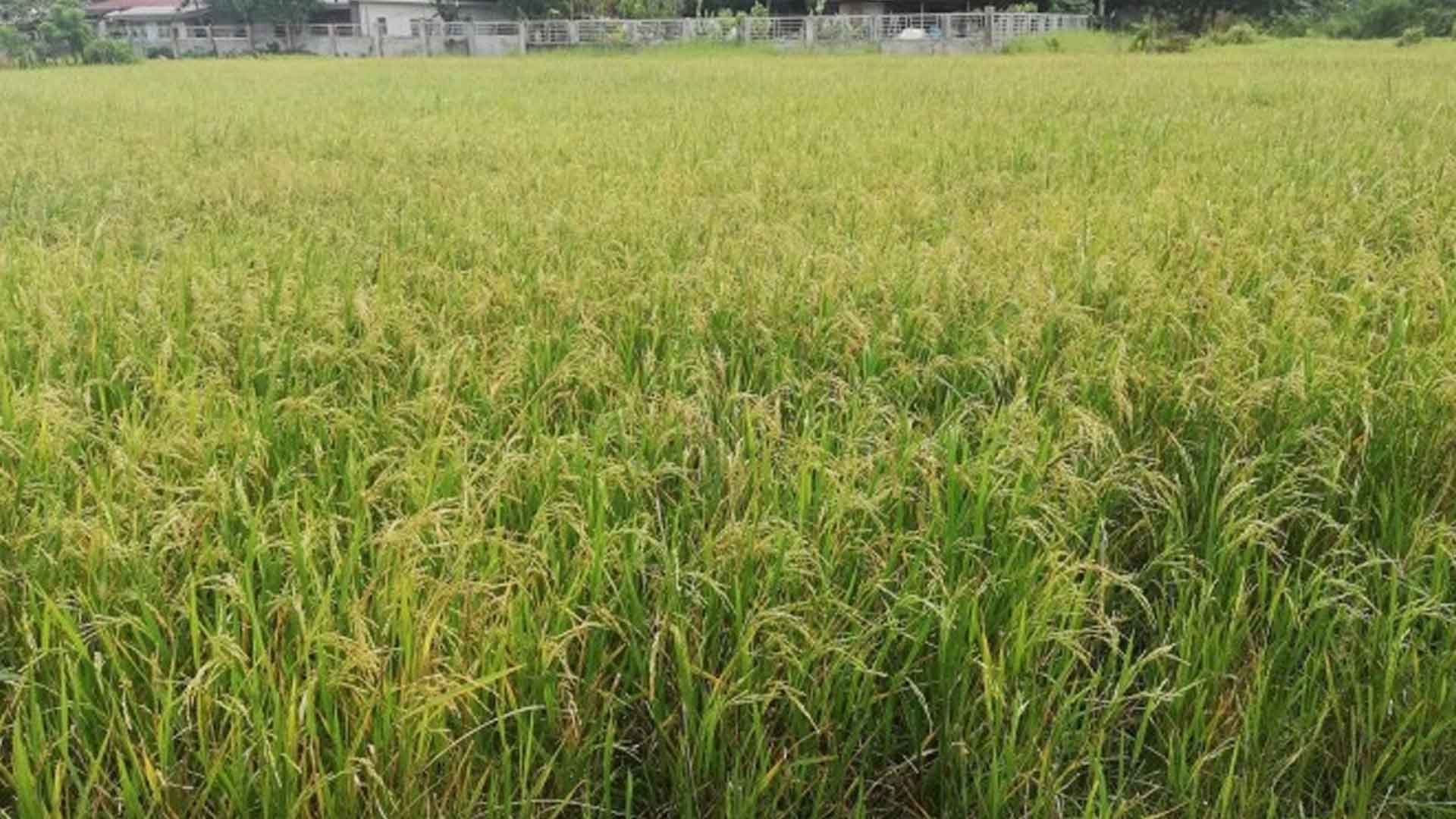 20230108 PAGEONE - Farm