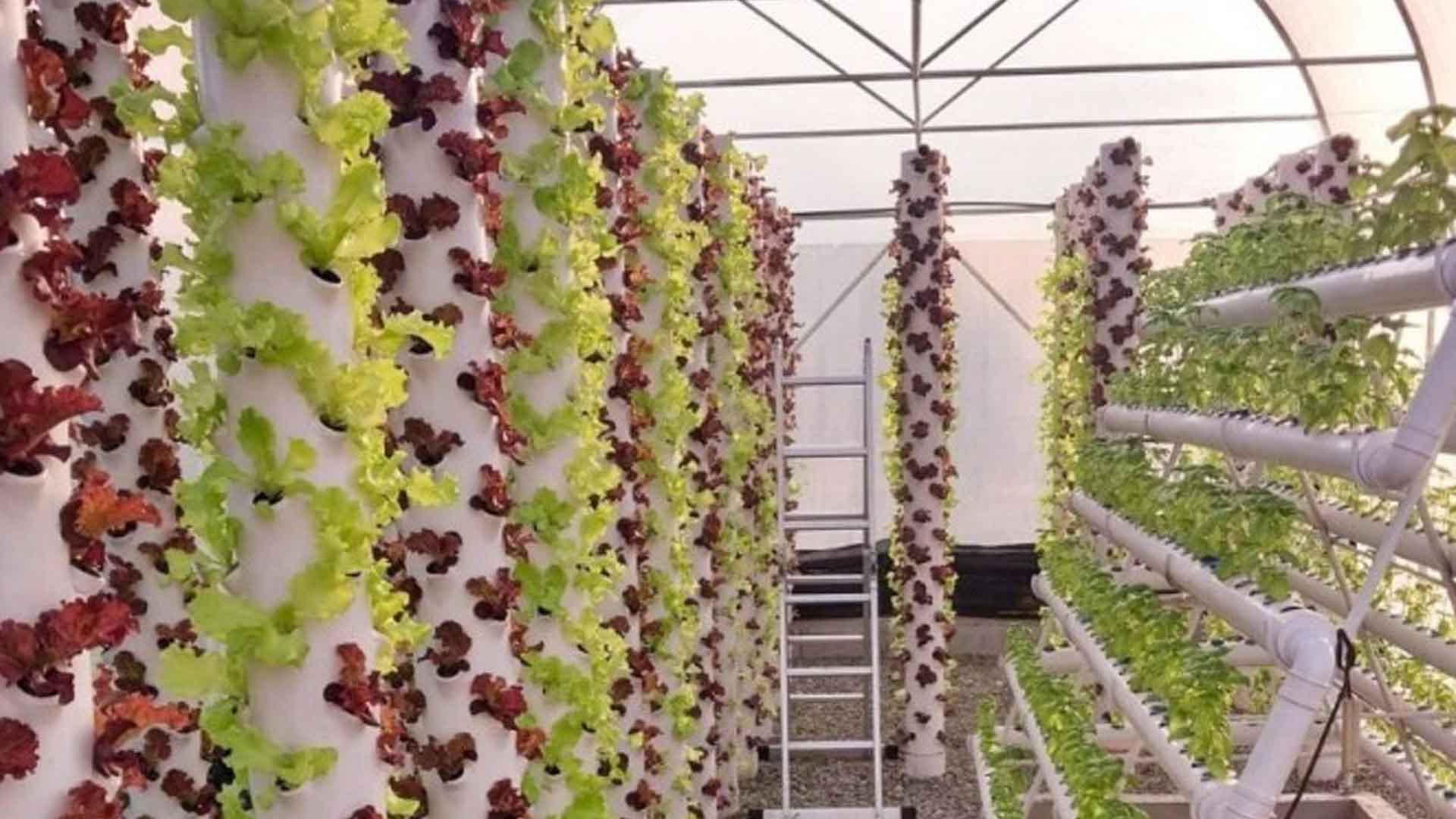 DOST Boosts Herbal Plants, Veggies Production In Bulacan The